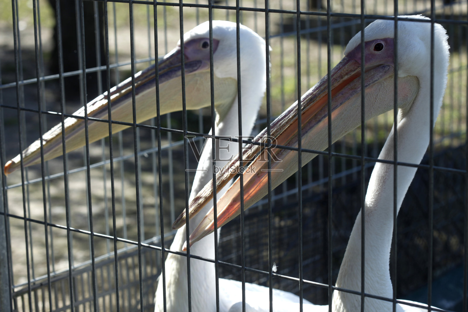 大白鹈鹕肖像照片摄影图片