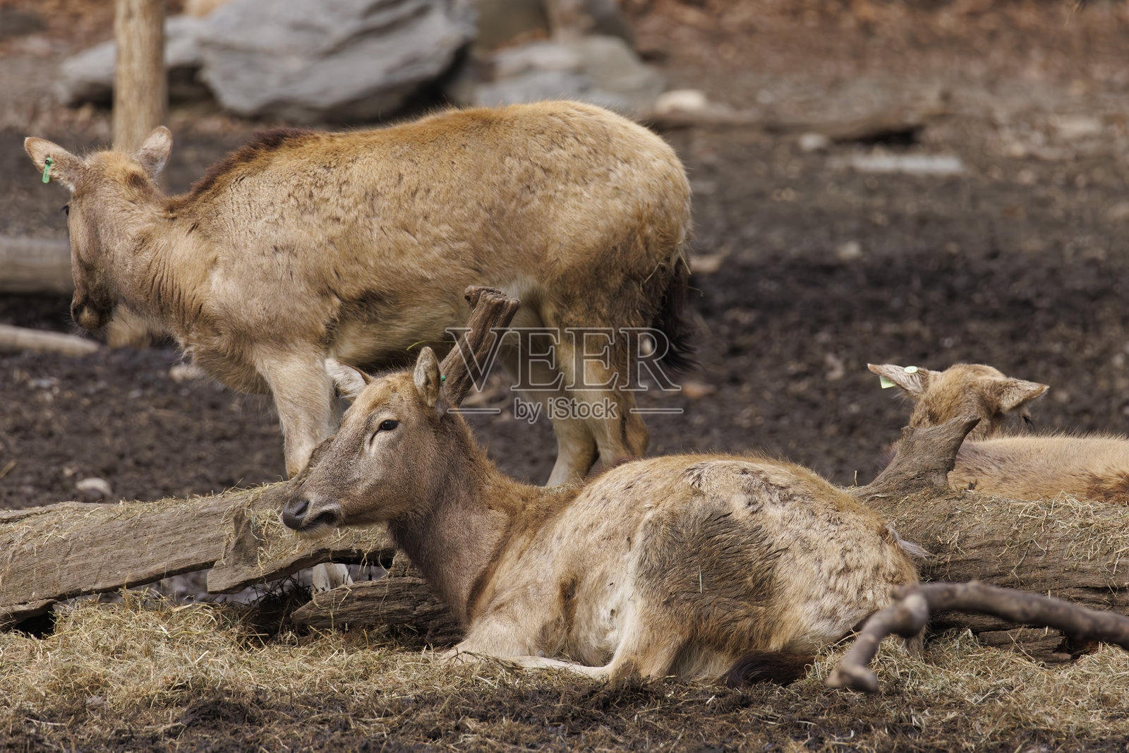 麋鹿照片摄影图片