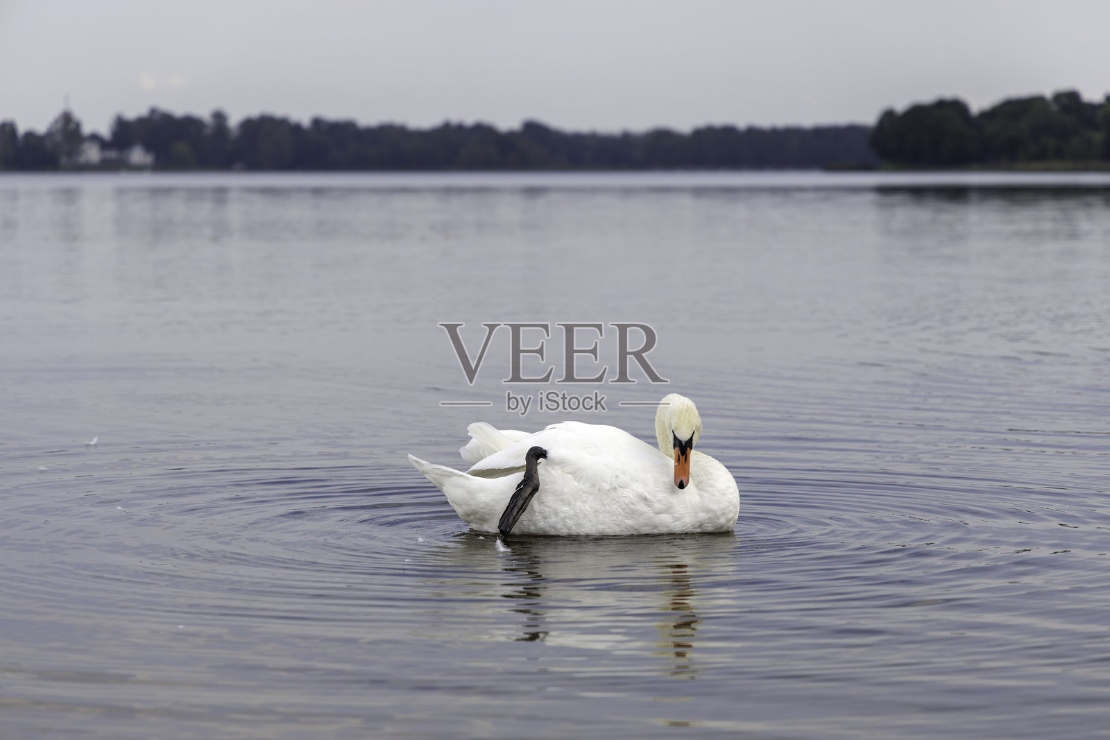 成年白天鹅正在梳理羽毛，其喙部呈独特的橙色。照片摄影图片