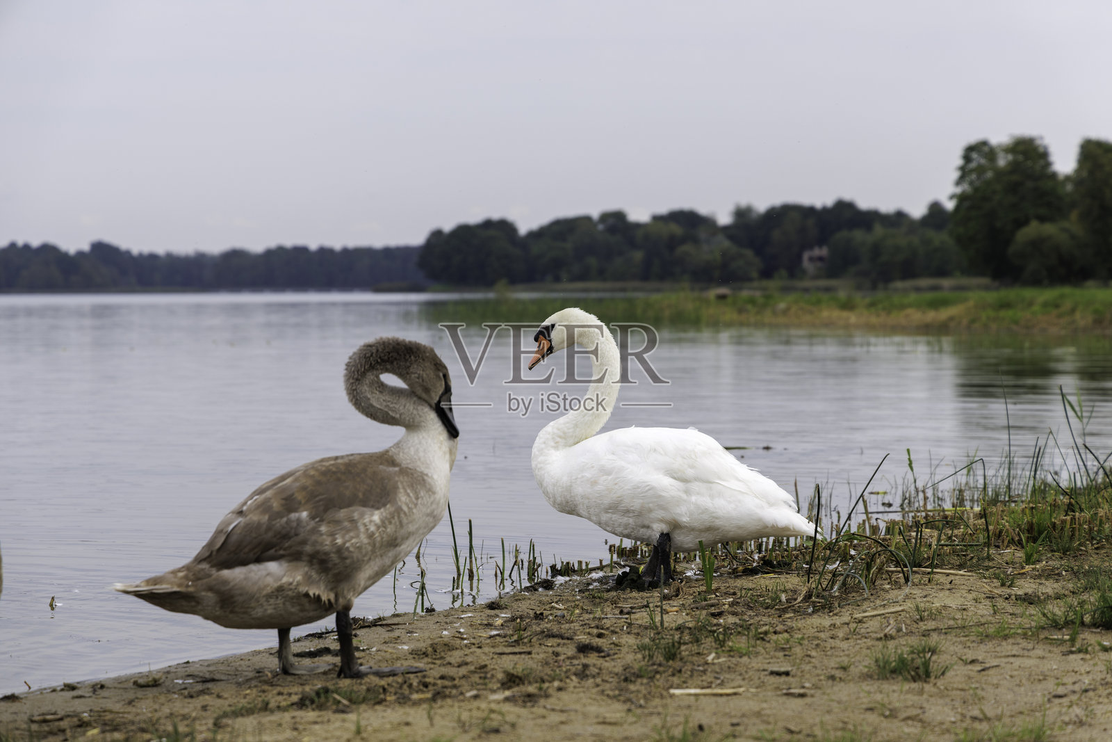 湖岸边的一只成年天鹅和一只幼 Swan照片摄影图片