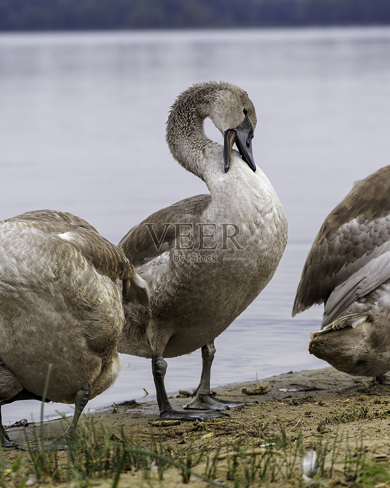 湖岸边的白天鹅雏鸟正在梳理羽毛照片摄影图片