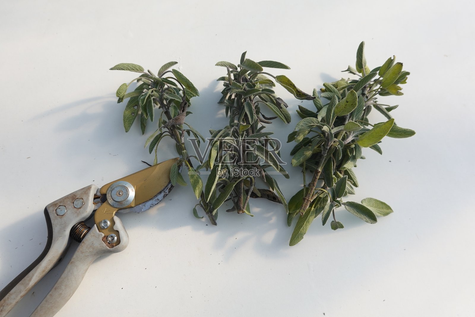 园丁用修枝剪在白桌上修剪鼠尾草嫩枝照片摄影图片