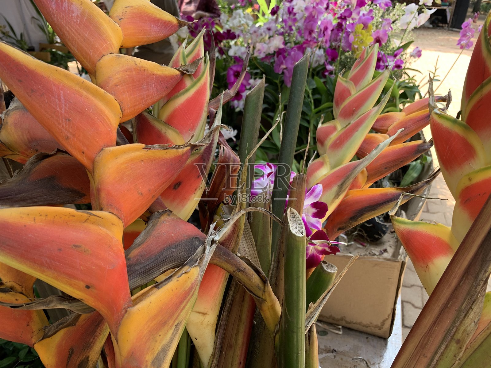 热带蝎子兰花配蝴蝶兰照片摄影图片