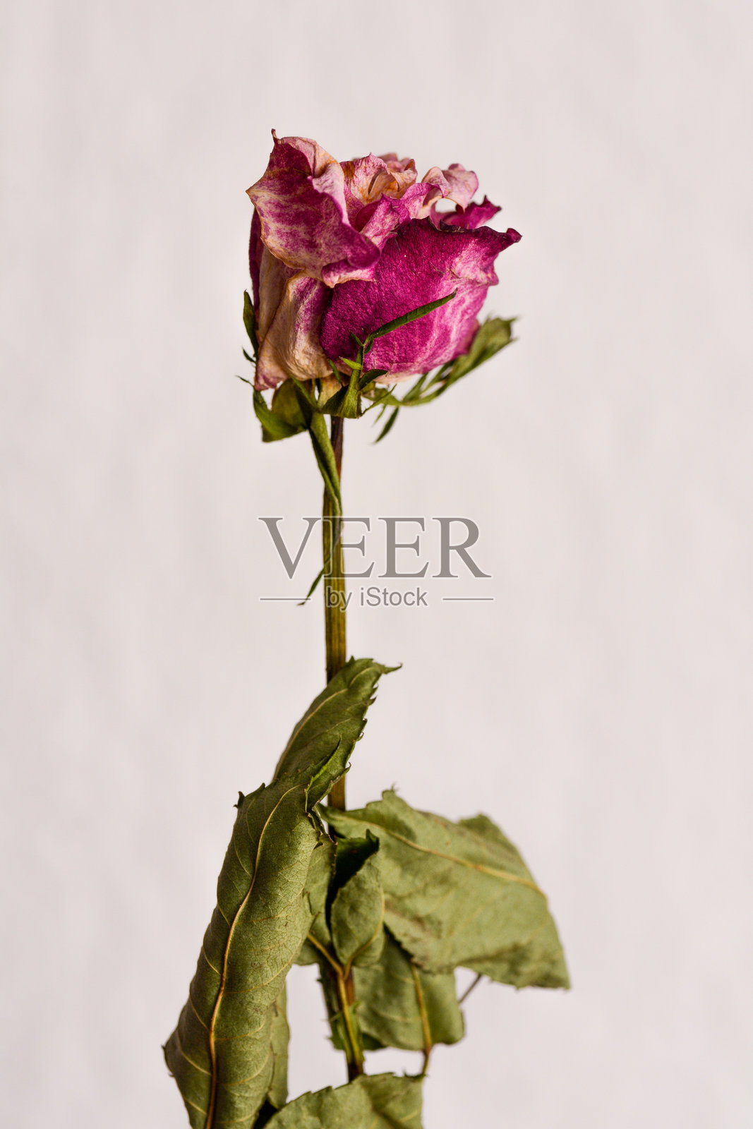 干枯的玫瑰静物，带有柔和的阴影和纹理细节照片摄影图片