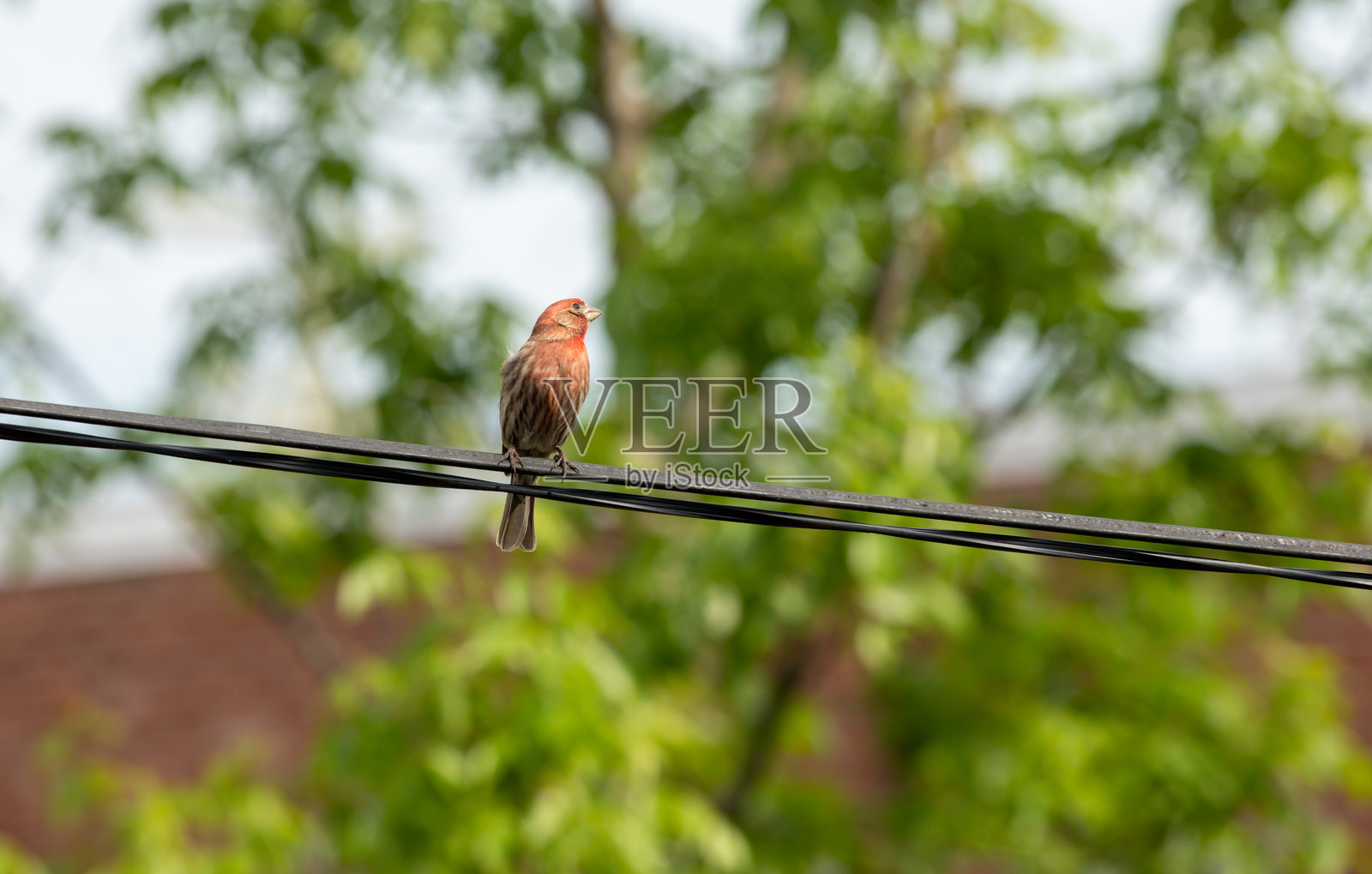 宁静城市花园中，一只红鸟栖息在绿叶间的电线上。照片摄影图片