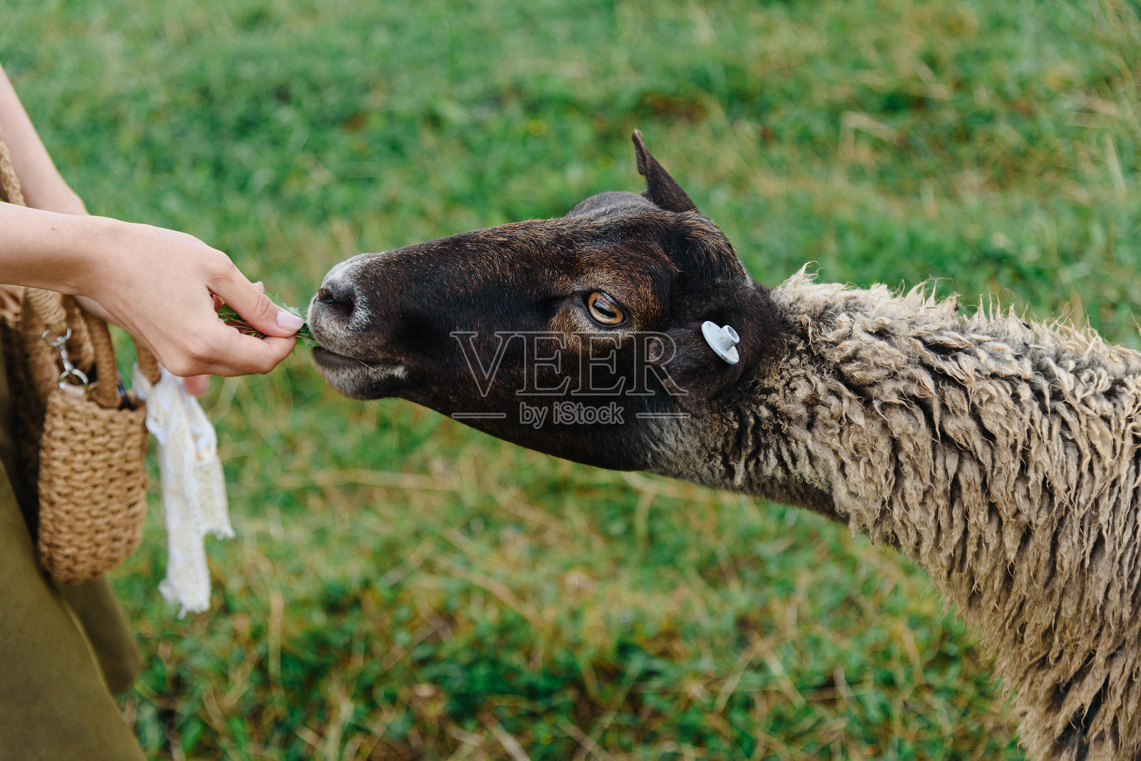夏季农场里，绿草地上黑白相间的绵羊照片摄影图片