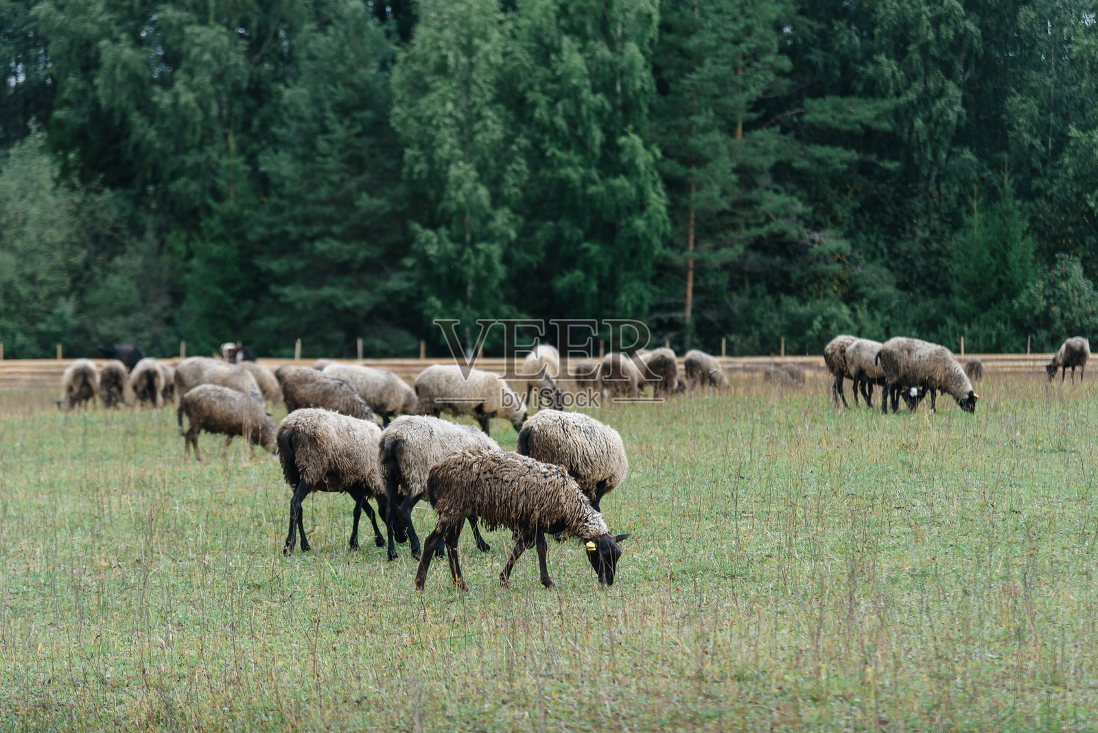 农场夏日，绿草地上黑白灰的绵羊照片摄影图片