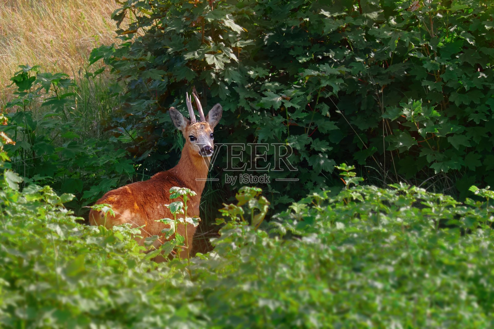 荷兰自然保护区内站立的年轻狍子的肖像照片摄影图片