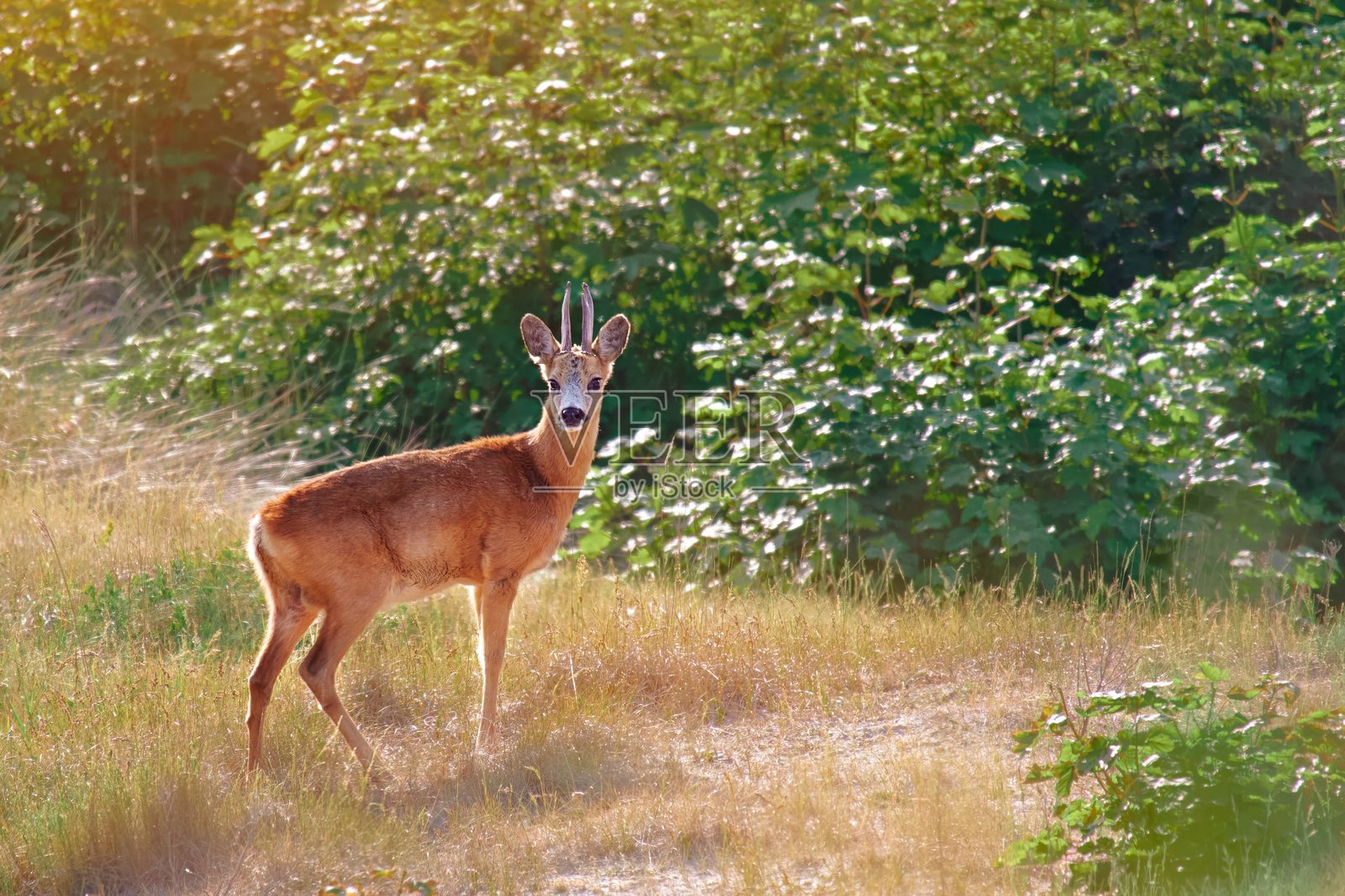 荷兰森林里的野狍，在金色时刻。一只年幼的狍子站在荷兰的自然保护区，沐浴在温暖的金黄色夕阳光辉中。照片摄影图片