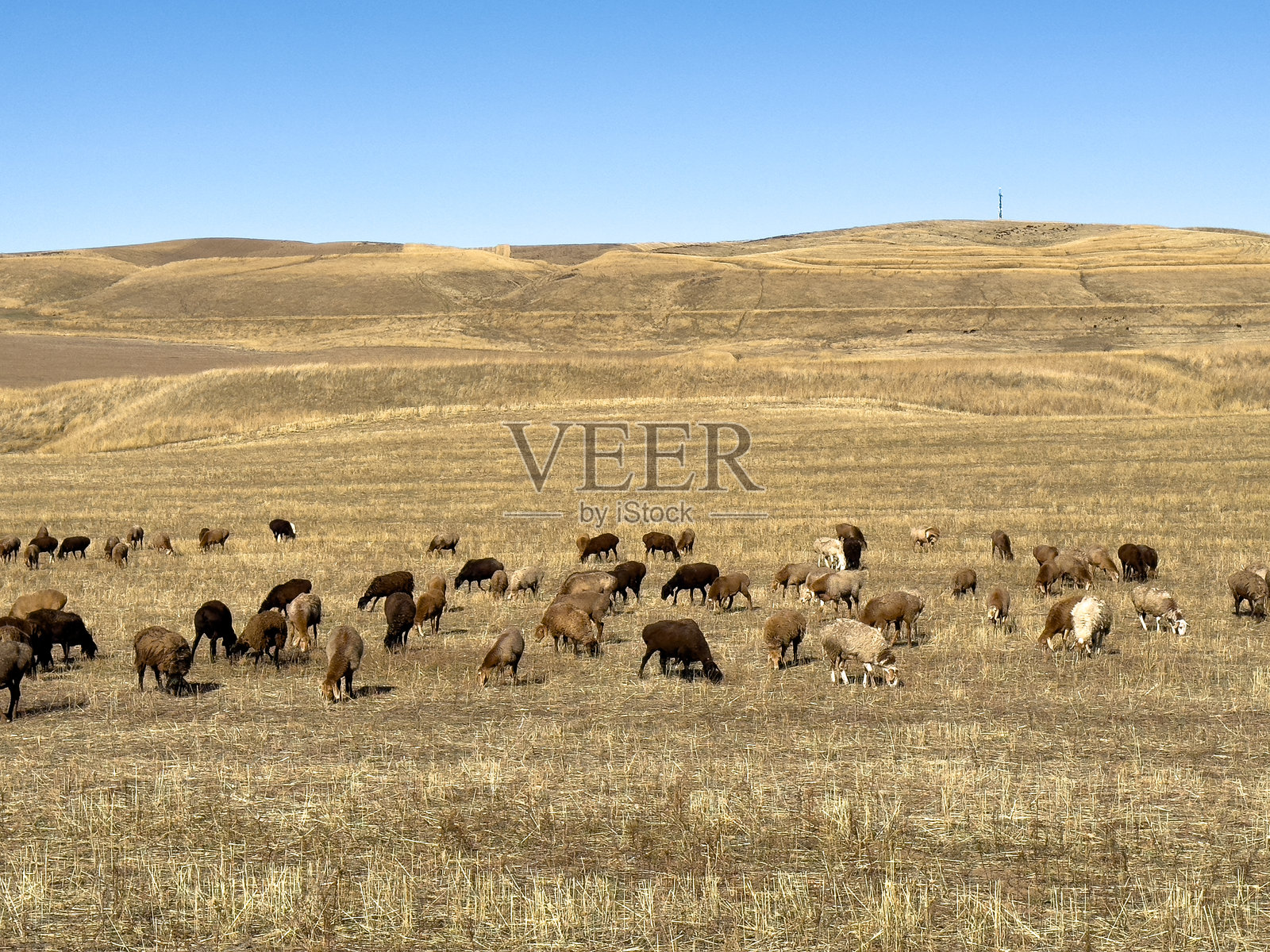 吉尔吉斯斯坦，干草地上羊群在吃草，背景是山丘。照片摄影图片