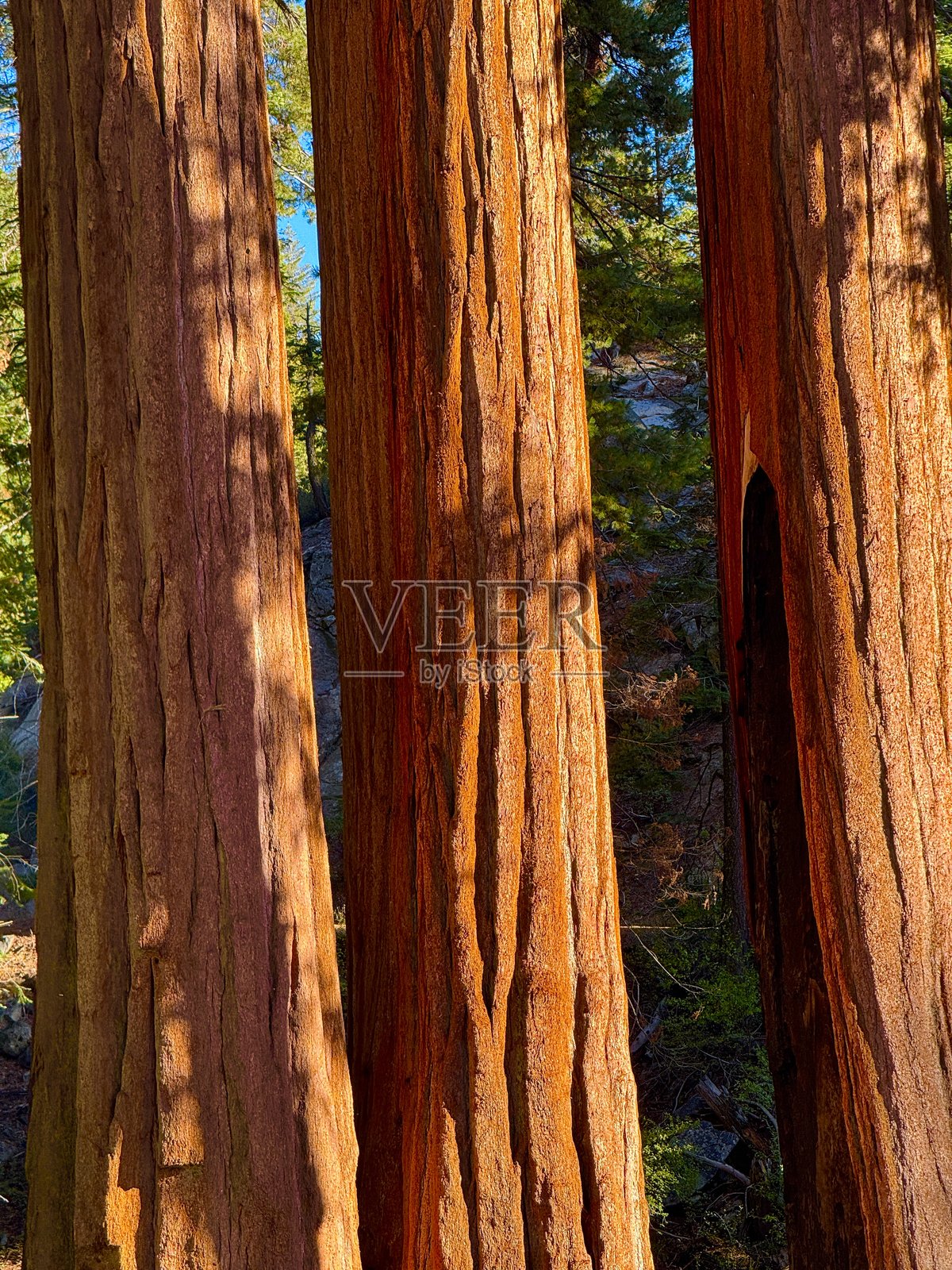 国王峡谷国家公园照片摄影图片