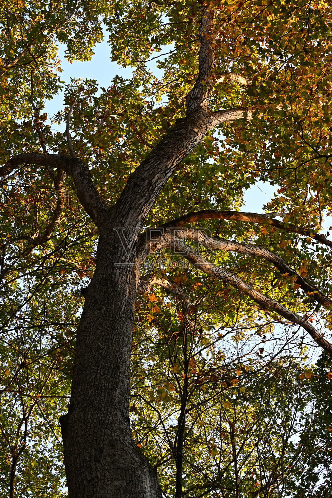 秋季新英格兰白橡树的树冠，垂直视角照片摄影图片