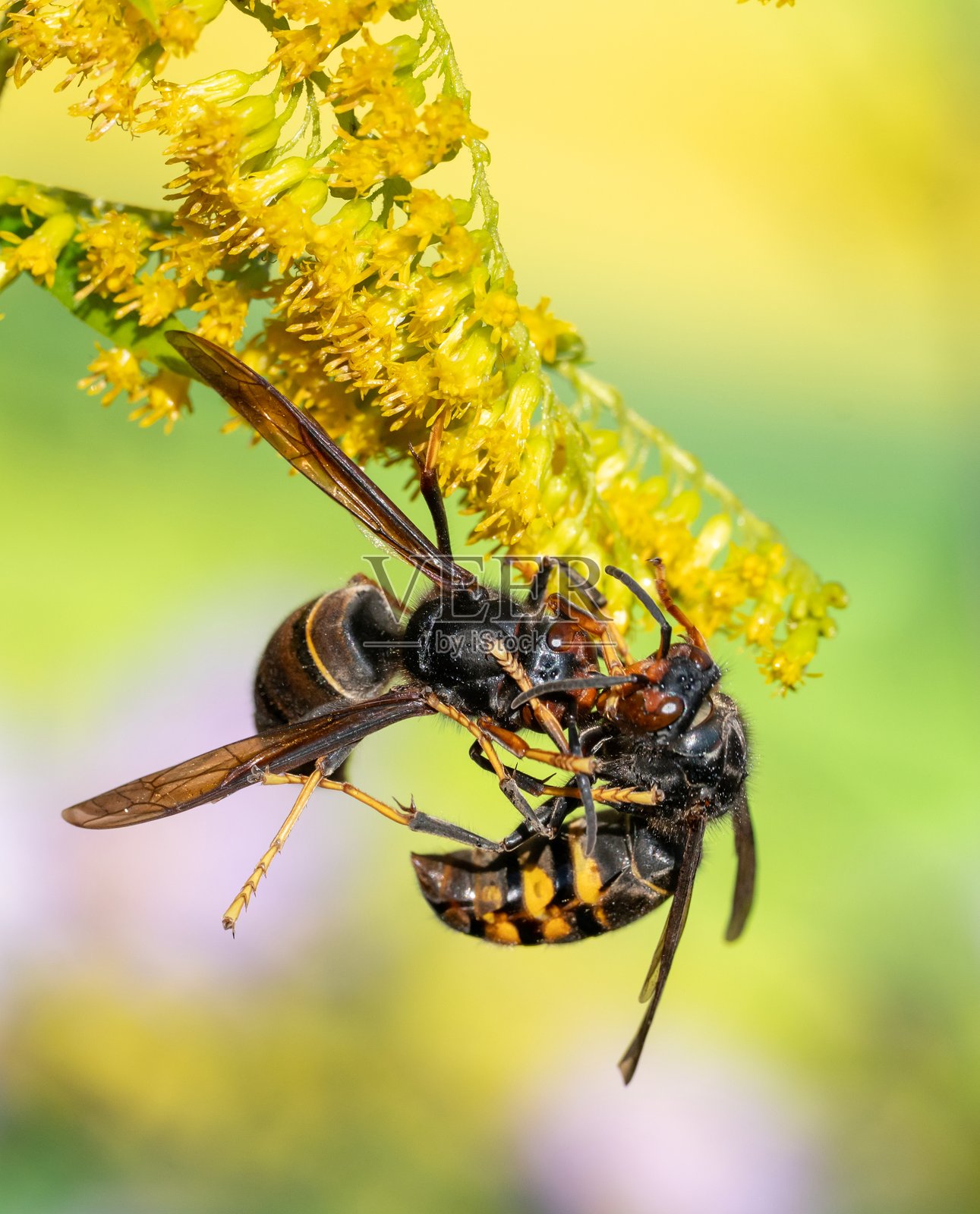 两只大黄蜂照片摄影图片