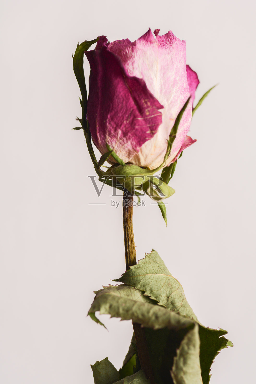 干玫瑰静物，光影柔和，细节纹理丰富照片摄影图片