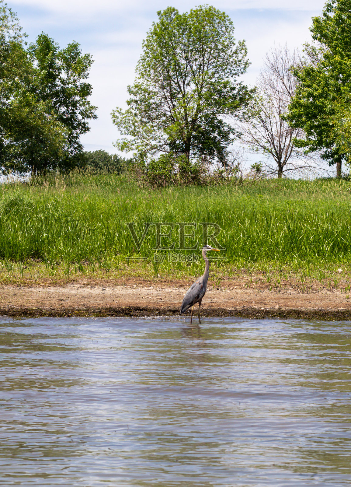 天鹅在绿草地和树林旁的河里站着，头顶是明亮的蓝天。照片摄影图片
