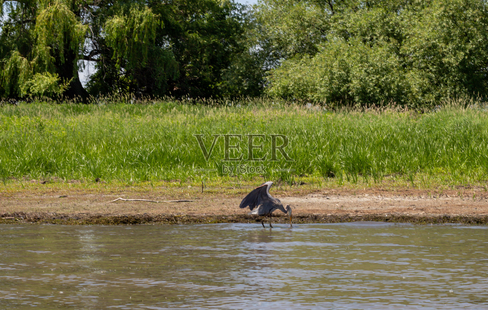 阳光明媚的背景下，草地上，水边的一只鹭鸟正在涉水而行，身后是树木。照片摄影图片