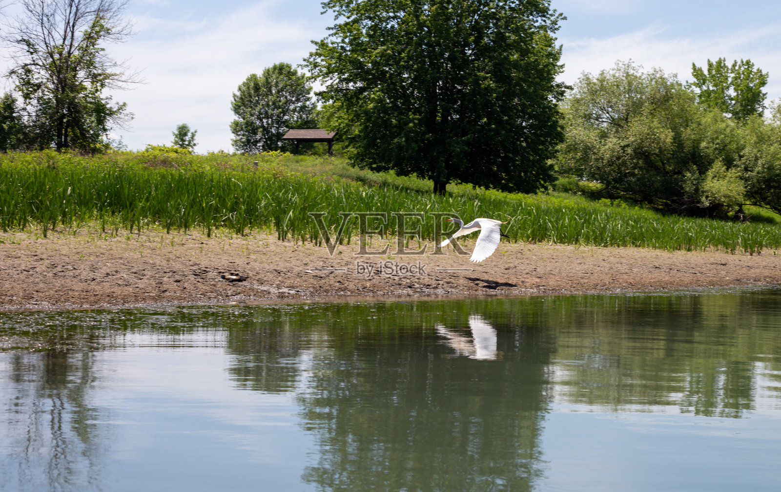白鹭飞越平静的河岸，河岸上有绿草和倒影。照片摄影图片