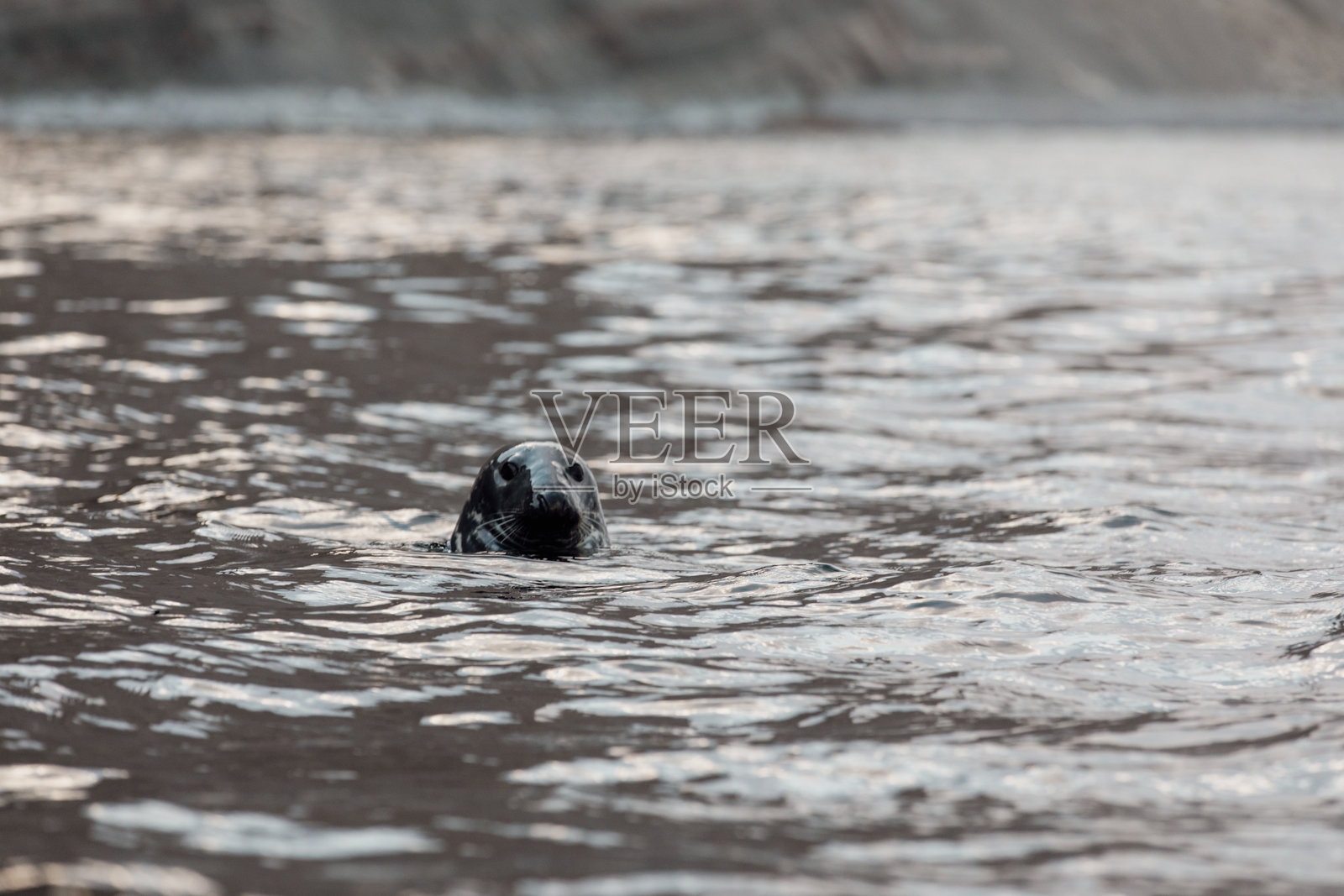 海獭在开阔的海洋中浮出水面，特写肖像，伴有柔和的涟漪。照片摄影图片