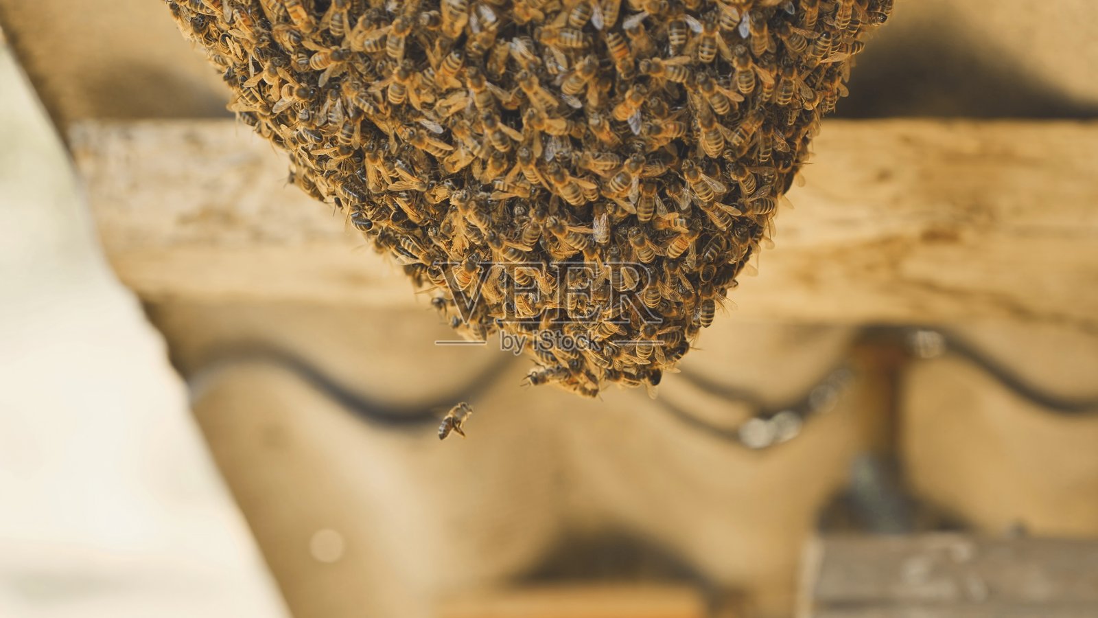 一群野生蜜蜂依附在谷仓上。照片摄影图片