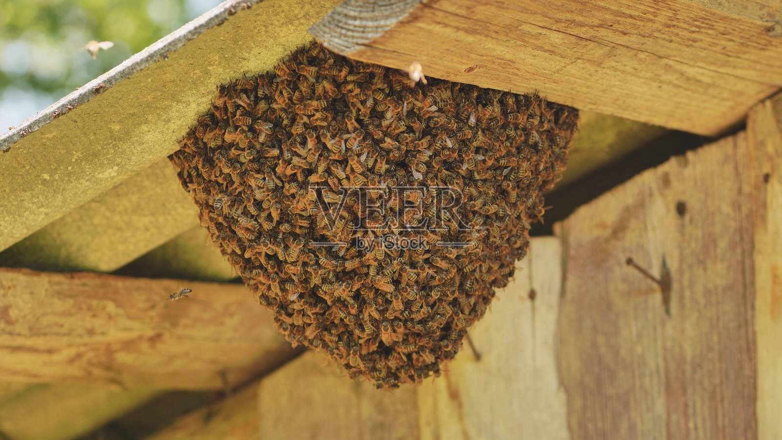 一群野生蜜蜂筑巢在谷仓上。照片摄影图片