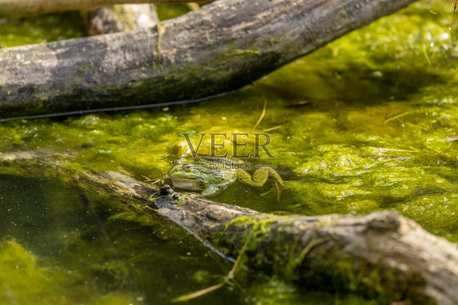 乌龟在草地和池塘中。爬行动物在自然栖息地中在陆地和水之间移动。照片摄影图片