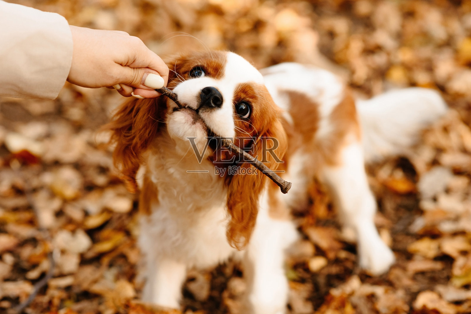 可爱棕白相间的骑士查理王猎犬在秋季公园散步照片摄影图片