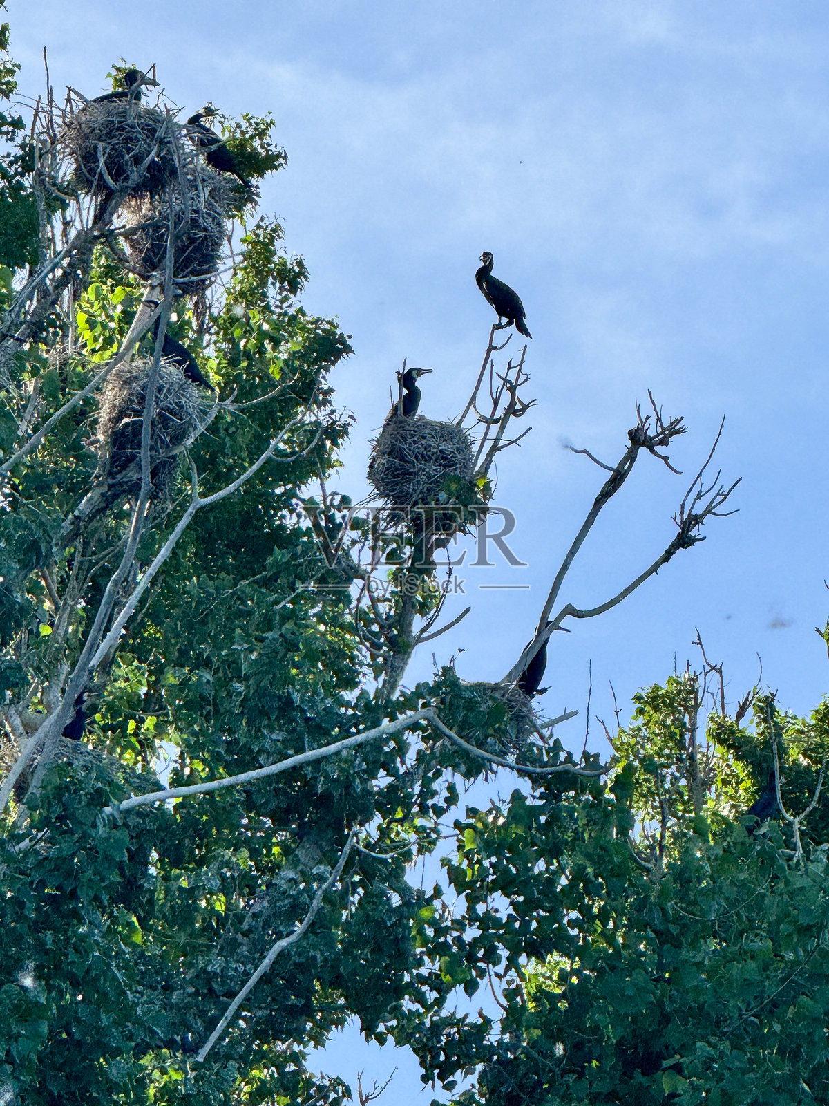 鸟类聚居地在晴朗的蓝天下栖息在高高的树梢上。春季野生动物景象。照片摄影图片
