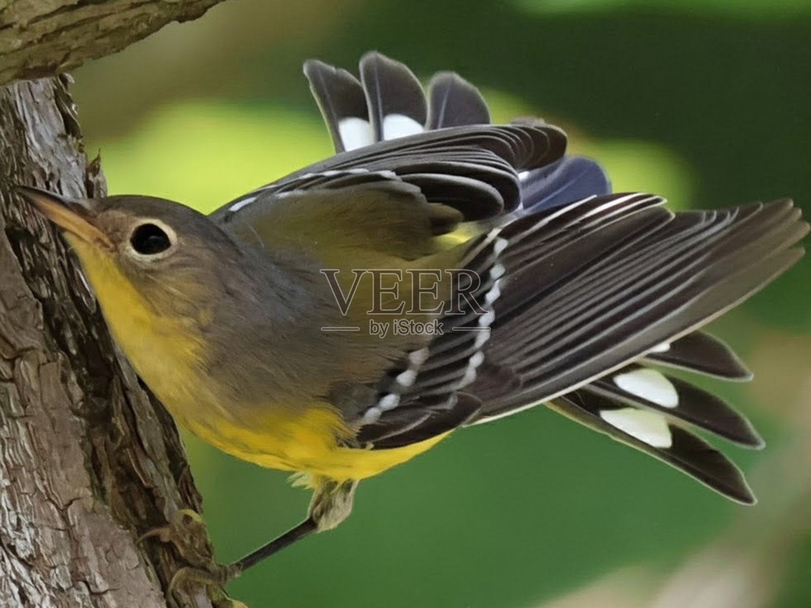 Magnolia Warbler 鸟张开翅膀和尾巴的特写照片摄影图片