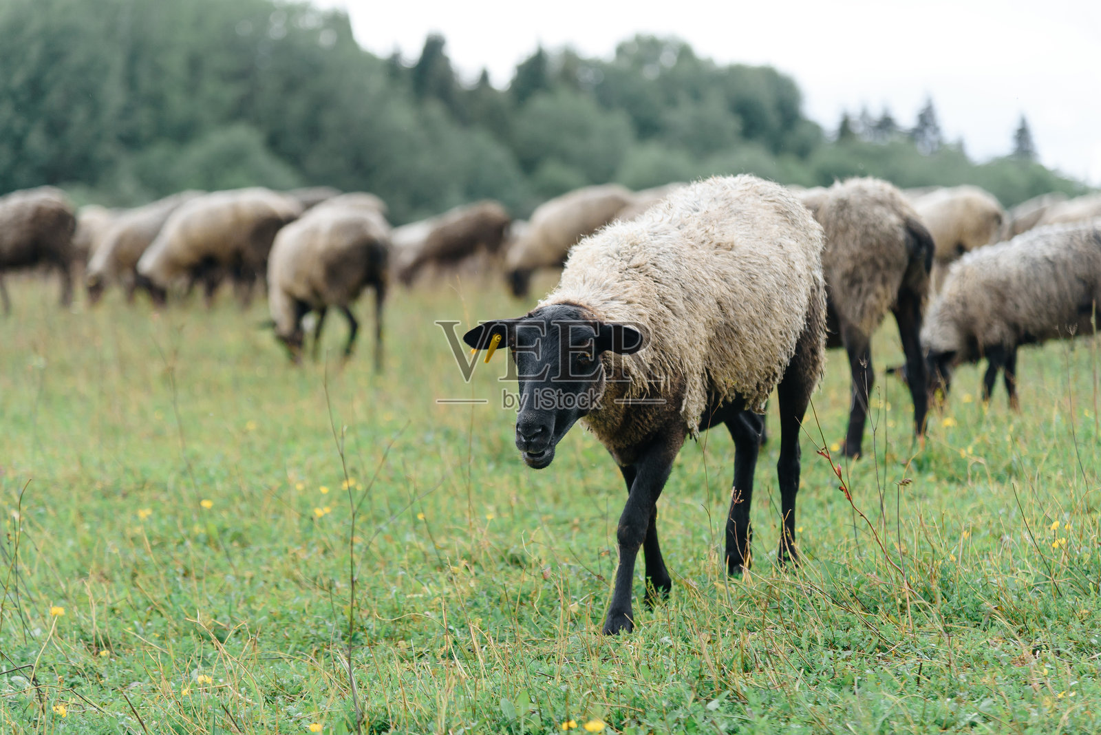 夏季农场绿色草地上的黑白灰羊照片摄影图片