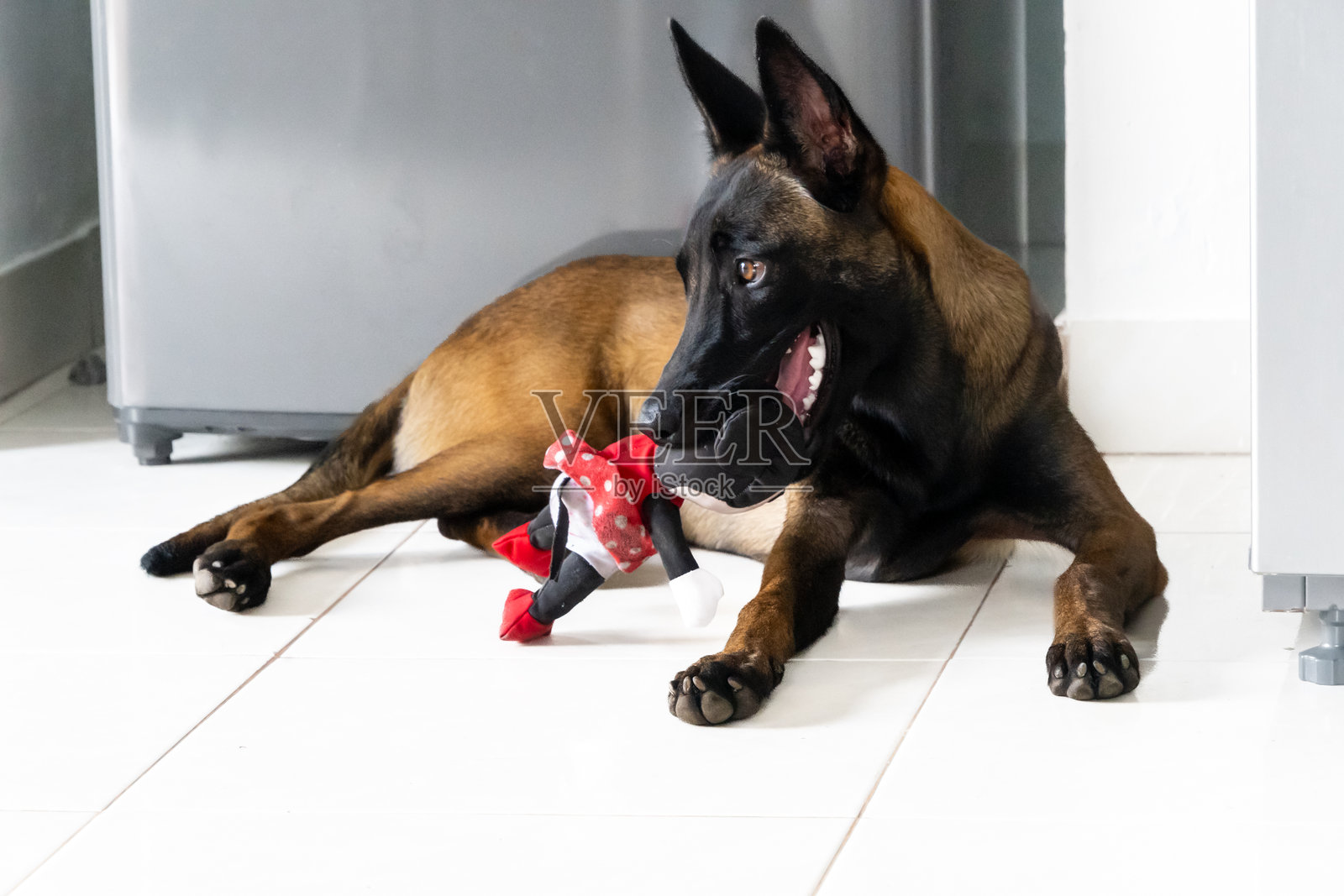 比利时马里努阿犬在家中看守和玩耍照片摄影图片