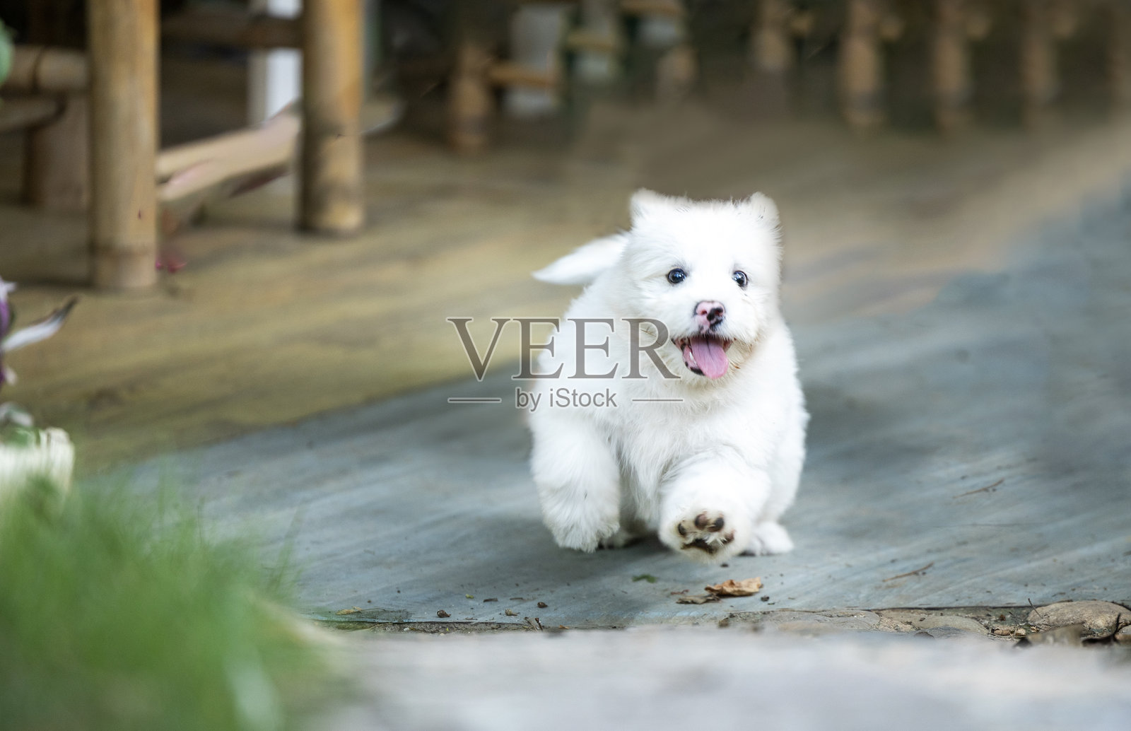 一只白色的混种狗照片摄影图片