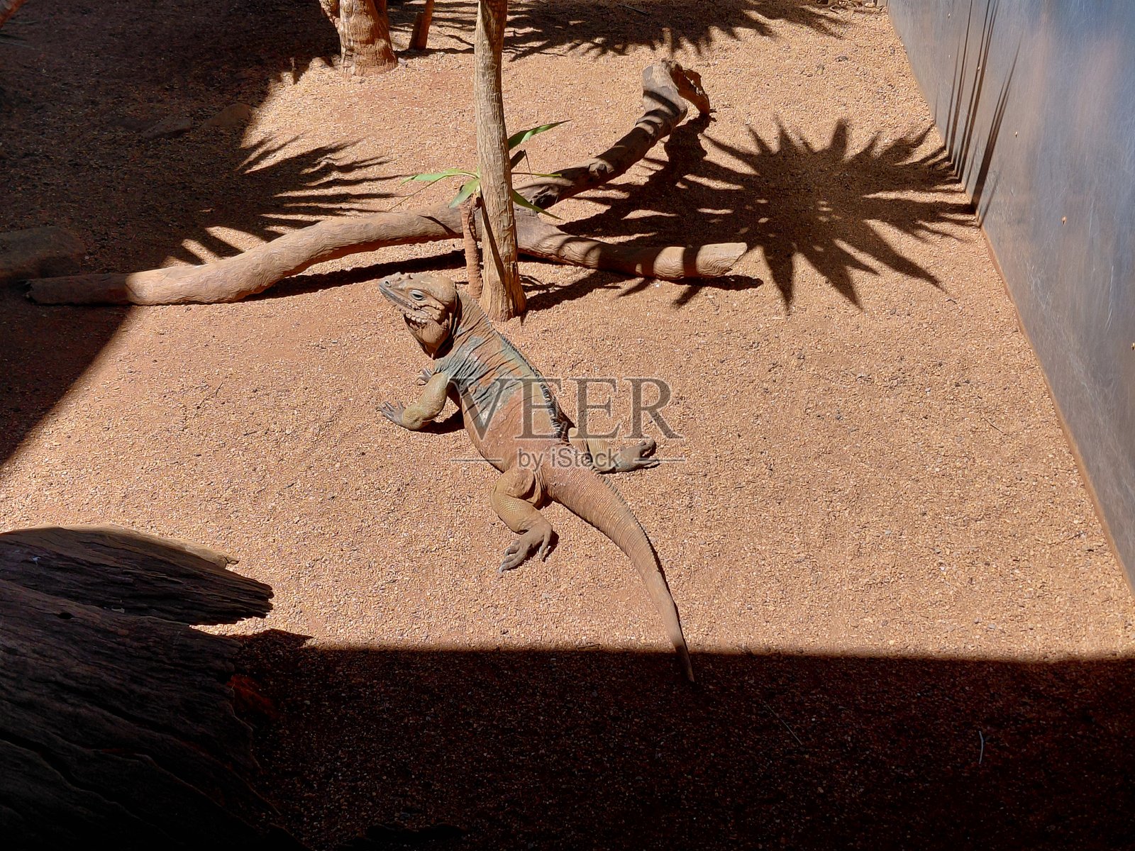 沙漠鬣蜥在沙地上晒太阳，投下阴影照片摄影图片