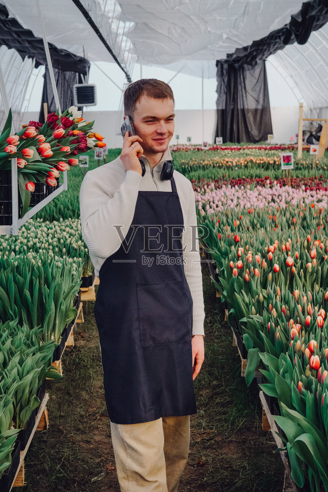 年轻的男性花店老板穿着深色围裙，在温室里，身处鲜艳的郁金香花丛中，一边打电话一边展示着精美的花艺和客户服务。照片摄影图片
