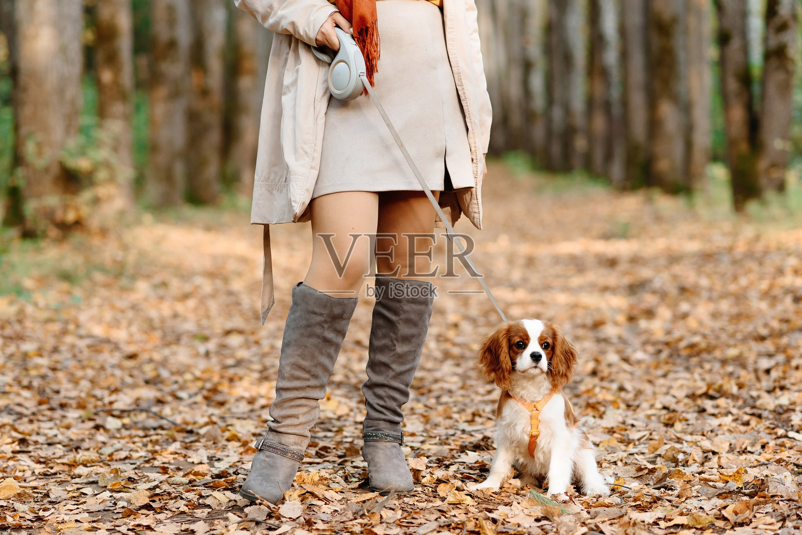 年轻女子在秋季公园里牵着狗散步照片摄影图片