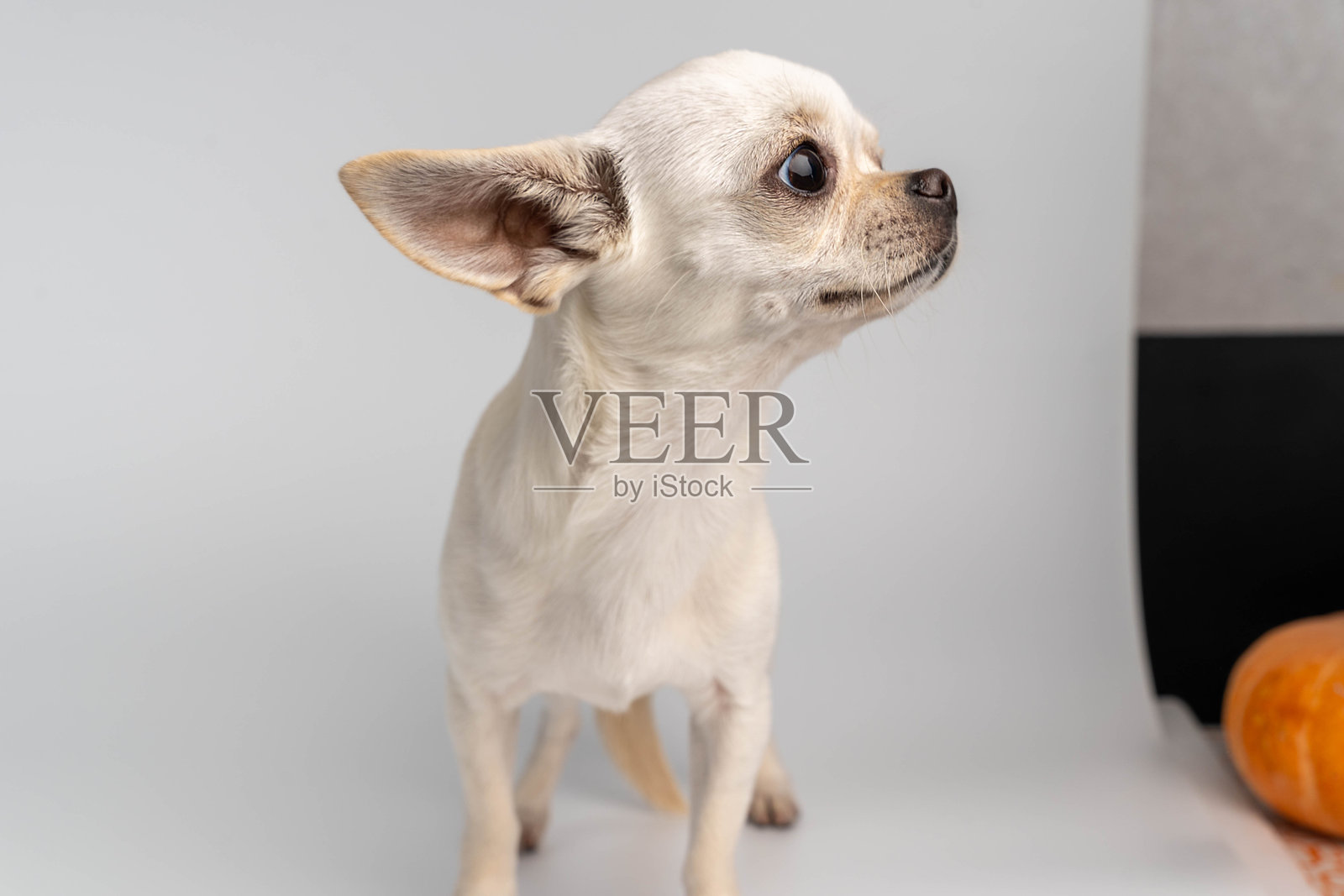 一只吉娃娃幼犬站着，好奇地看着南瓜照片摄影图片