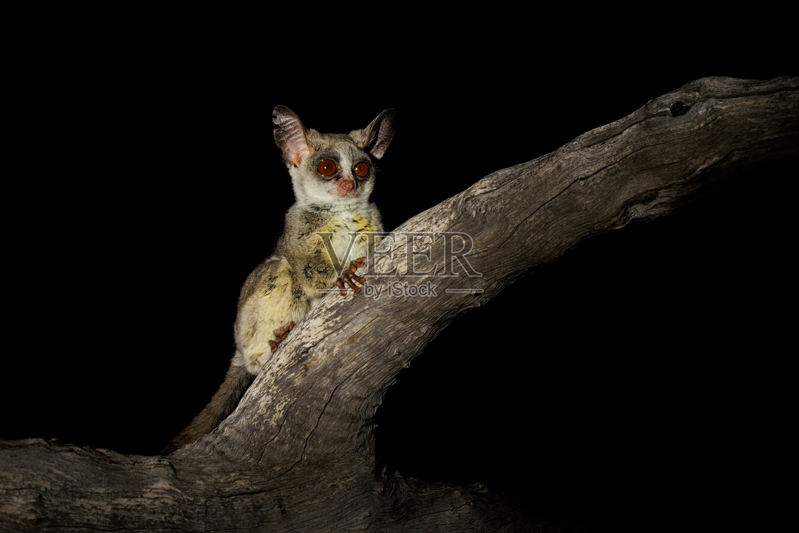 非洲南方灌木丛婴猴，俗称莫霍尔婴猴（Galago moholi），是婴猴科（Galagidae）的灵长类动物，原产于南部非洲的湿润林地，分布于稀树草原、米ombo林和摩帕内林，一种夜间活动的可爱动物。照片摄影图片