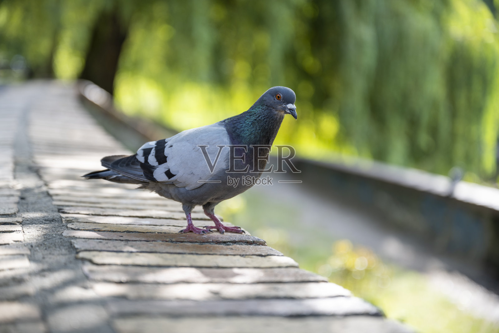 自然光下的鸽子照片摄影图片