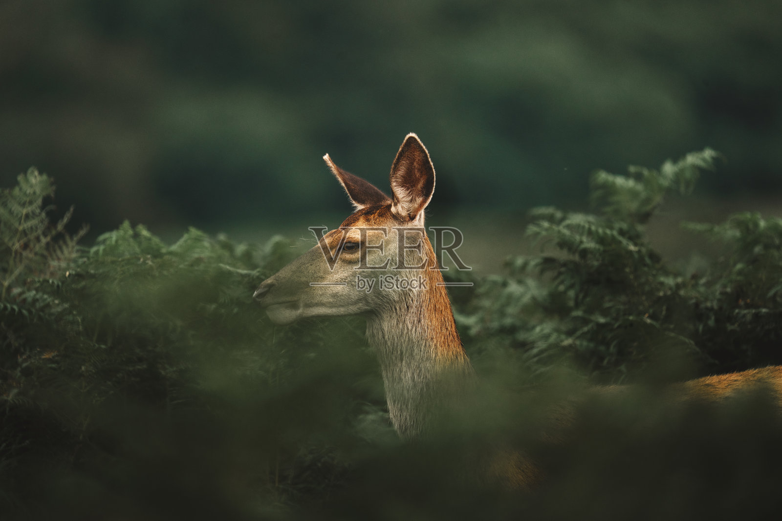 长草中的雌性马鹿，风景野生动物壁纸照片摄影图片