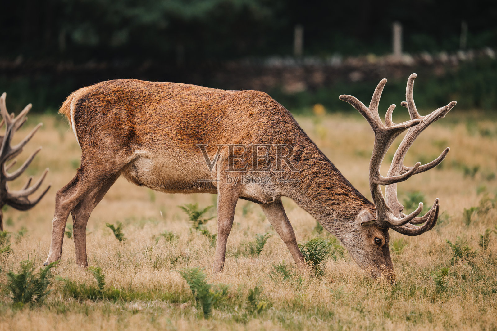 雄性红鹿，有巨大的鹿角，野鹿摄影，自然保护区照片摄影图片