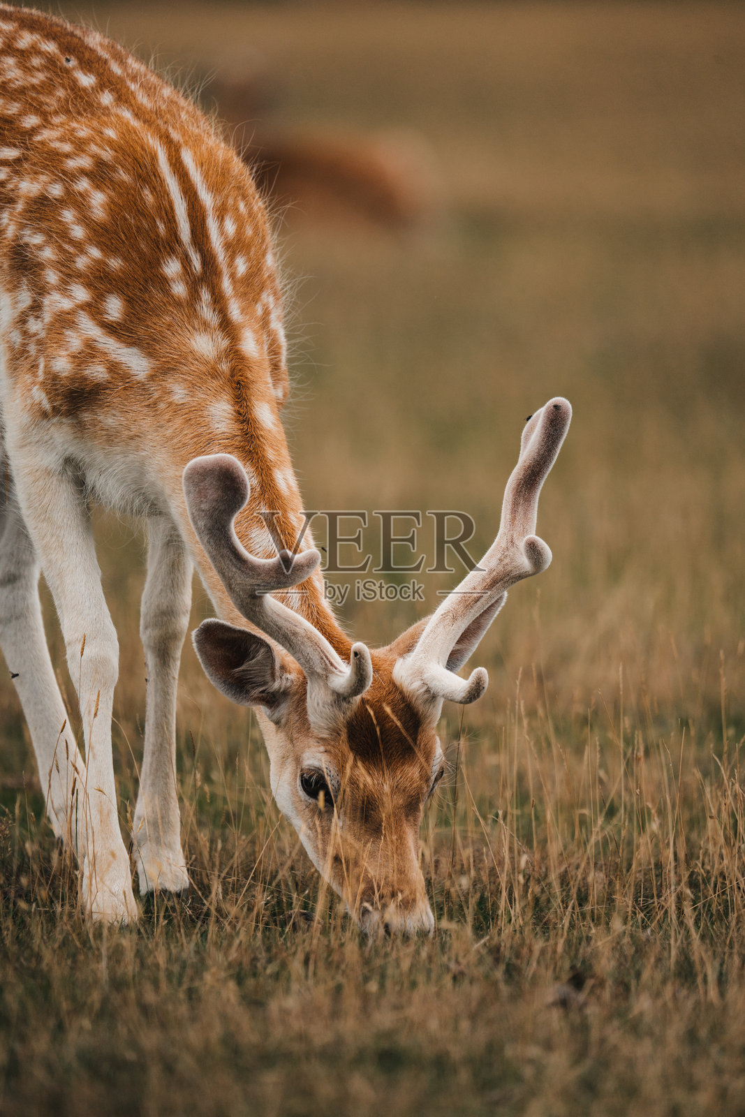 梅花鹿幼崽，可爱的野生动物照片，有斑点的鹿照片摄影图片