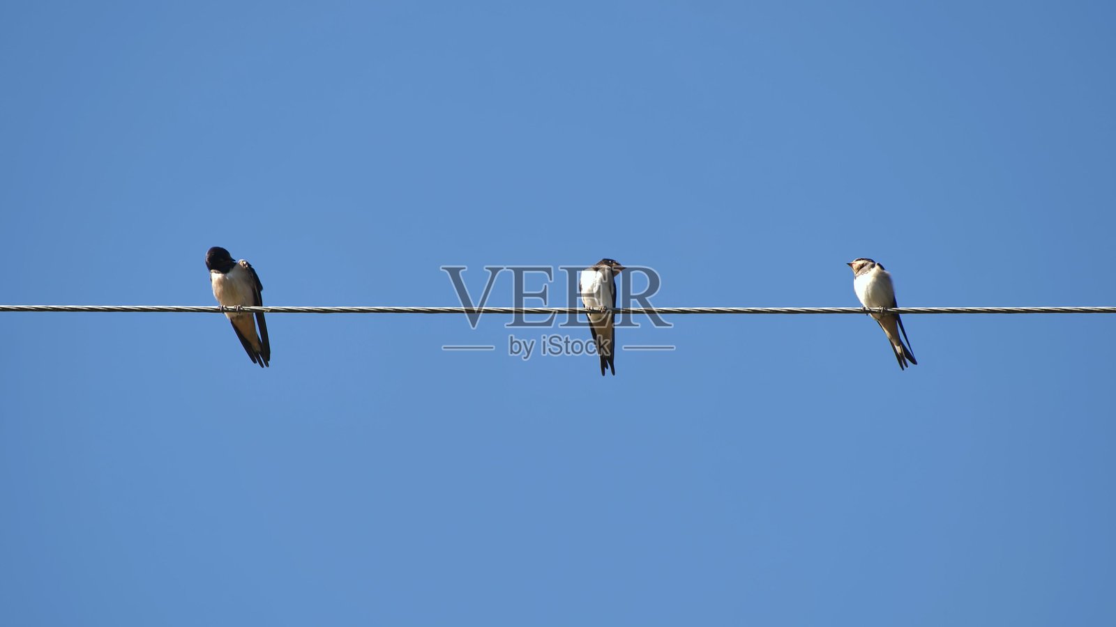 夏天，村庄的燕子们栖息在电线上。照片摄影图片