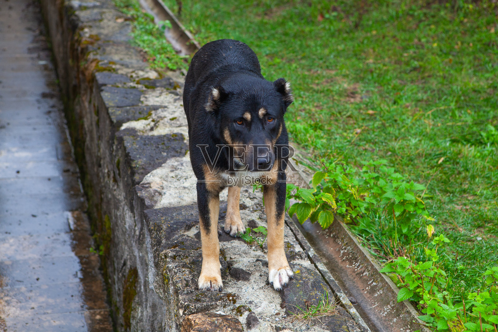 德国牧羊犬在街上。对狗进行选择性聚焦照片摄影图片