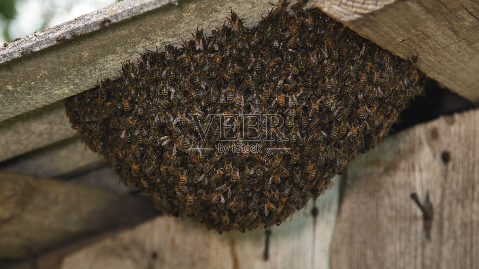 欧洲蜜蜂在木制屋顶下筑巢，创造六边形蜂房照片摄影图片