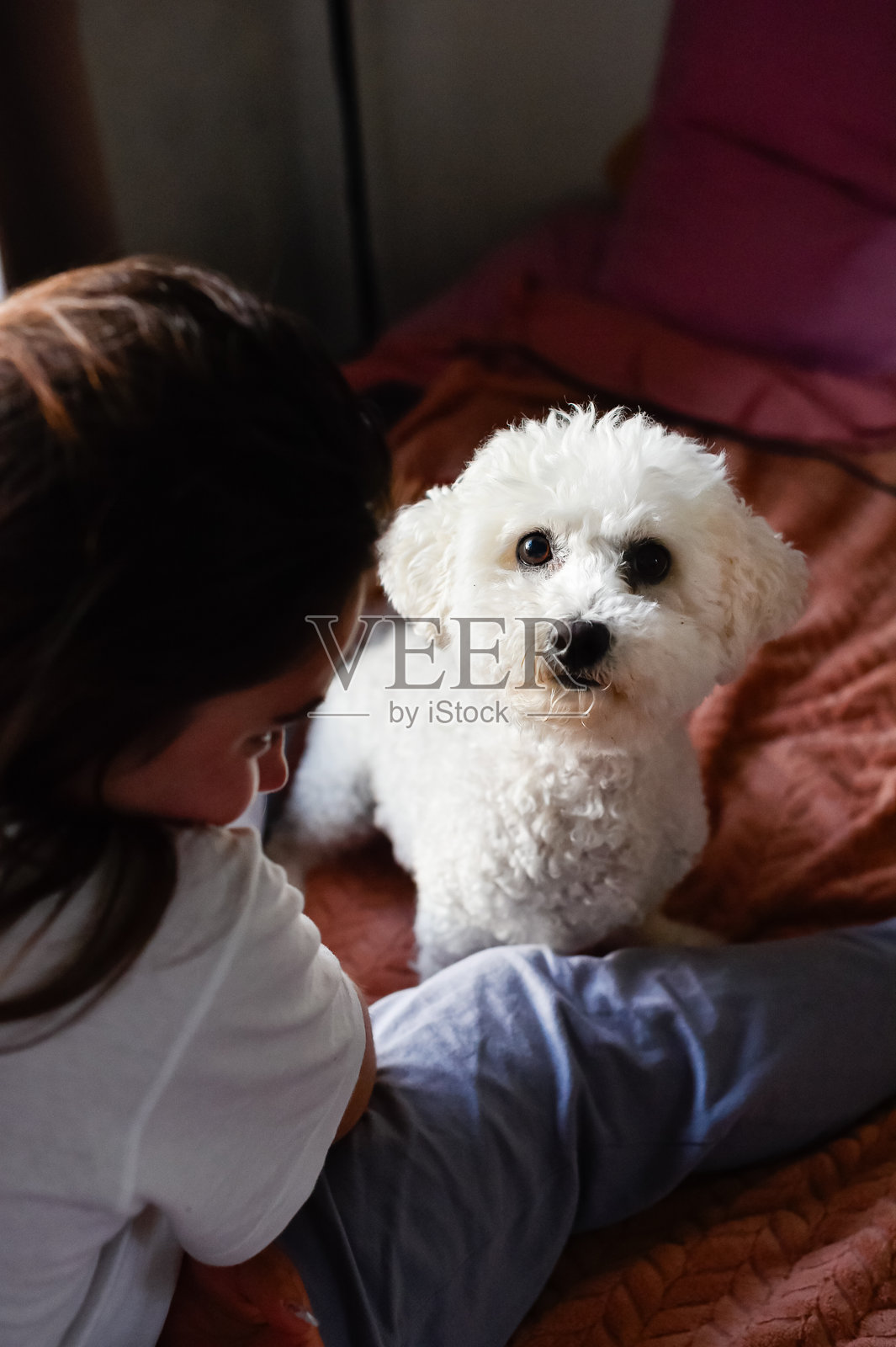 一个女孩和她快乐的比熊犬照片摄影图片