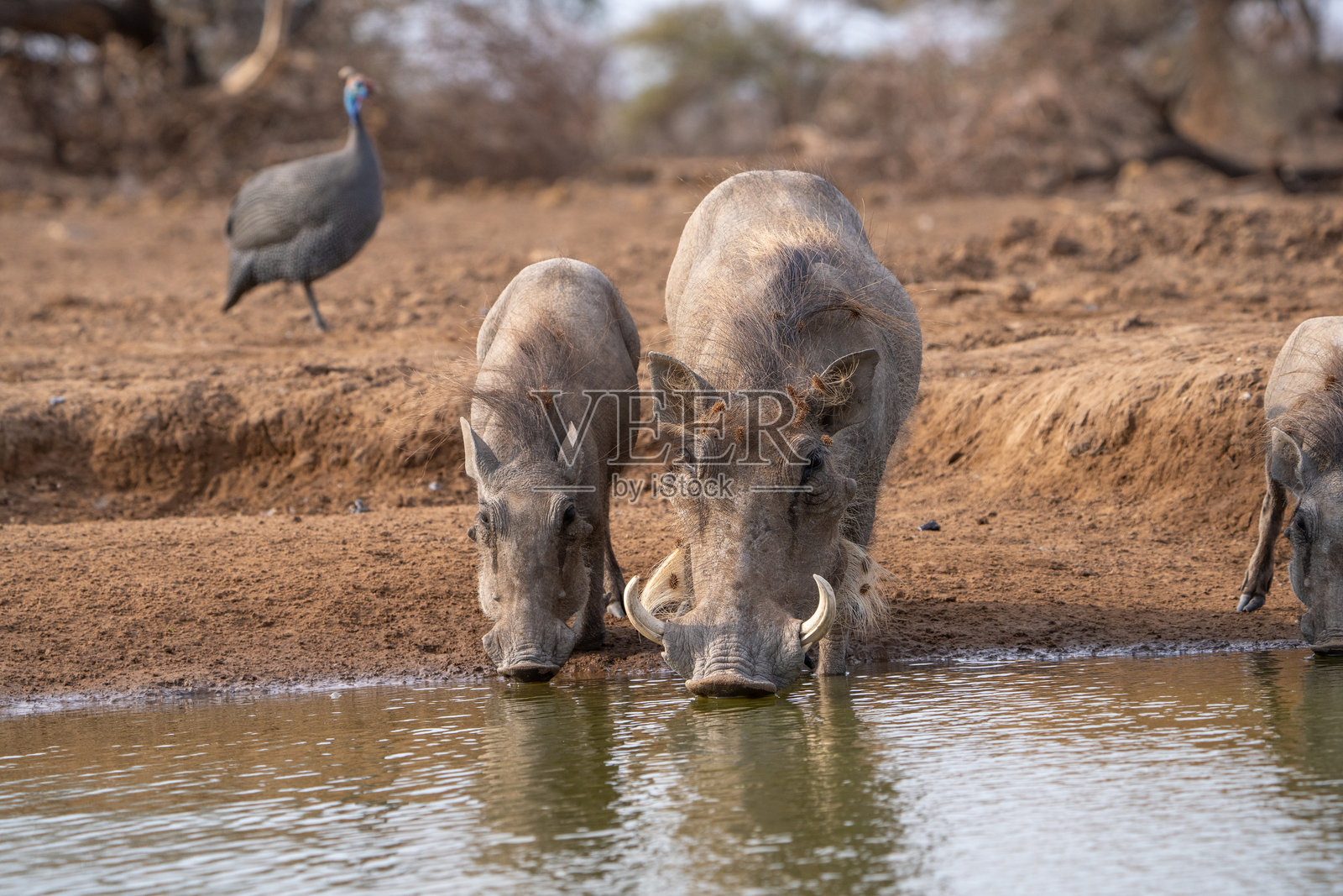 一只雌疣猪和她的小猪在水坑边喝水，一只头盔珍珠鸡站在后面，博茨瓦纳。照片摄影图片