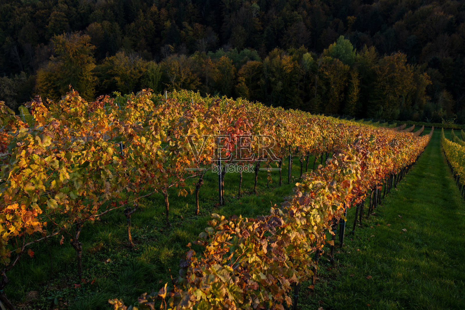 秋季森林附近山坡上收获后的葡萄成行照片摄影图片