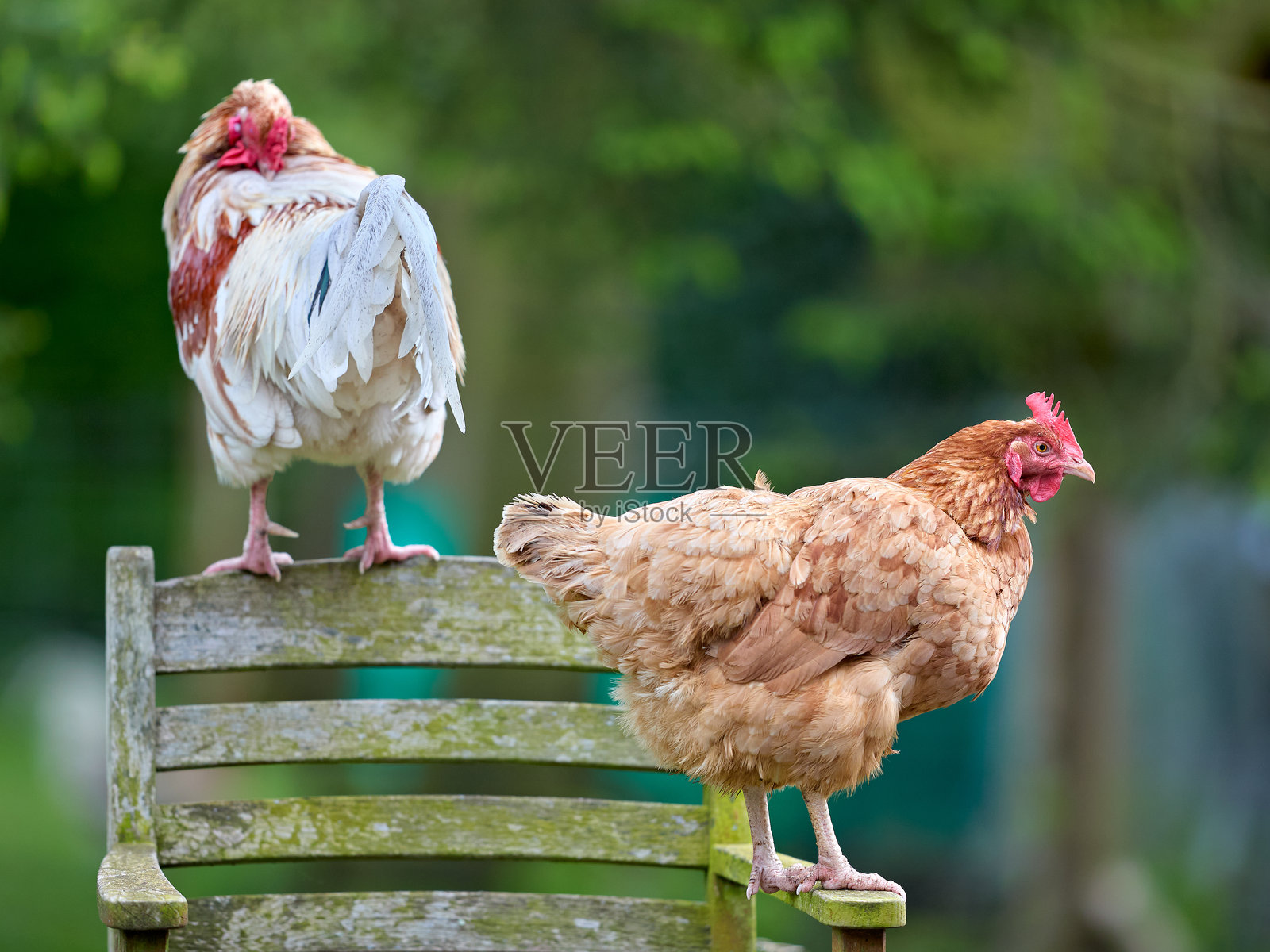 两只家鸡，一只正在梳理羽毛的公鸡和一只好奇的母鸡，栖息在杂乱的绿色植物丛中的一张风化的木制花园椅上，展现了乡村生活。照片摄影图片