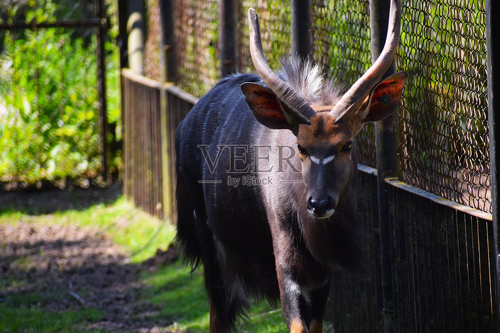 母尼亞拉羚羊在自然棲息地的特寫照片摄影图片