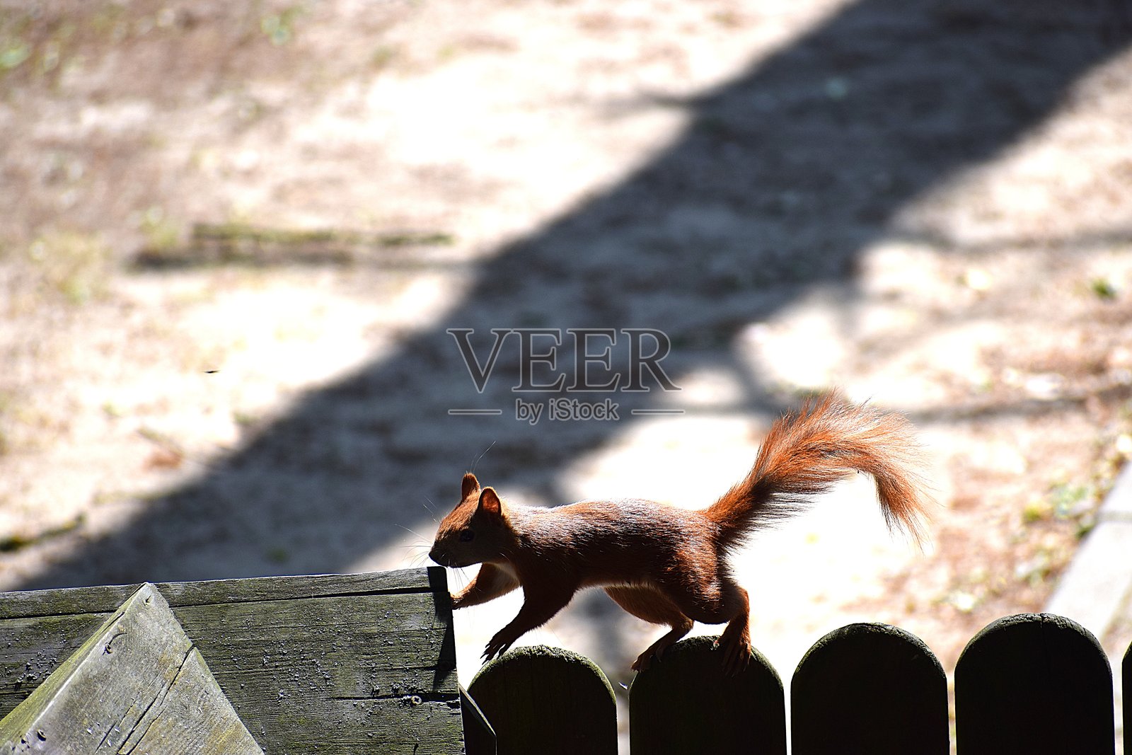 红松鼠跳过木栅栏照片摄影图片