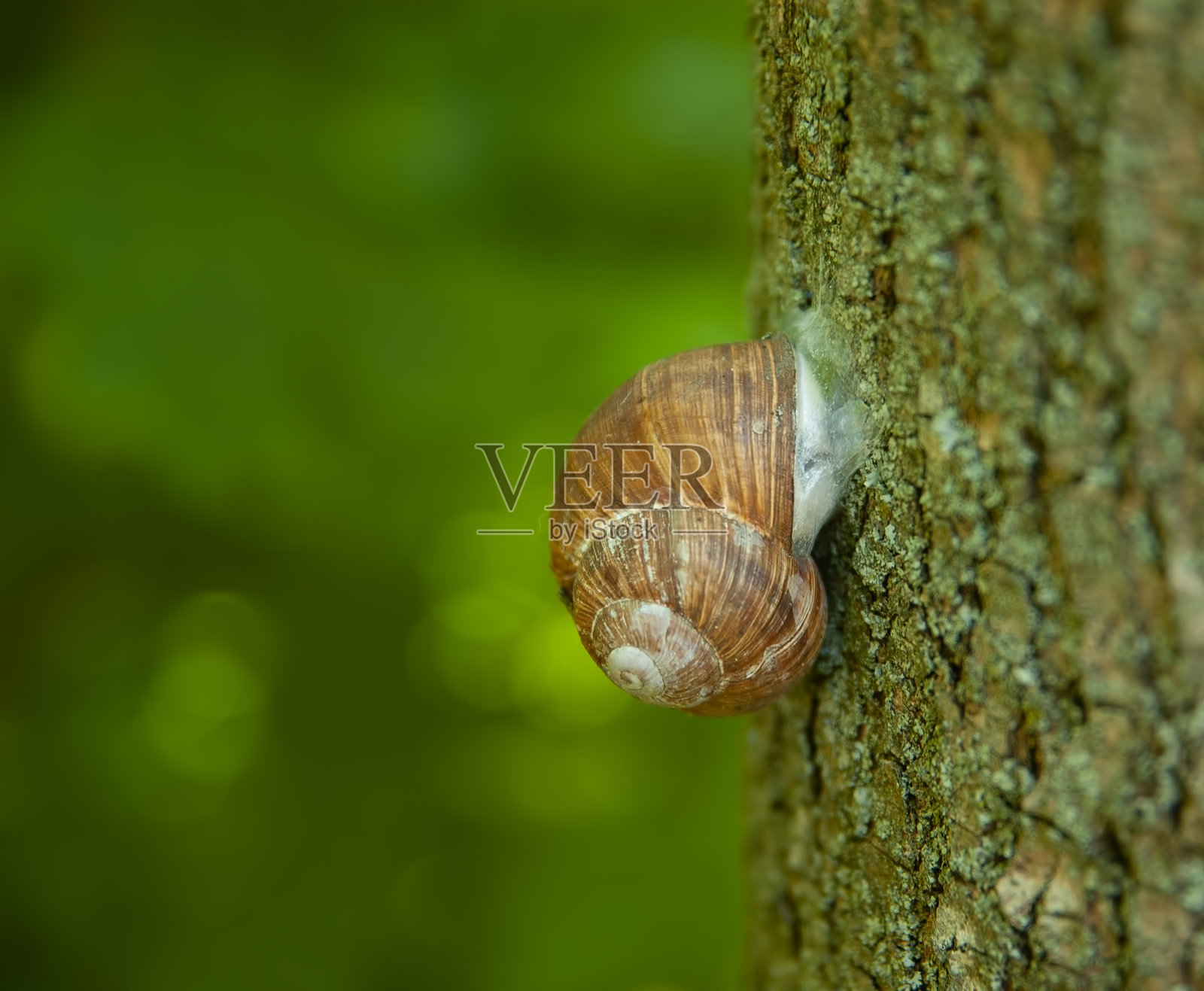 垂直树干上的蜗牛，树皮上有地衣，背景虚化为绿色。焦点集中在小生物上。照片摄影图片